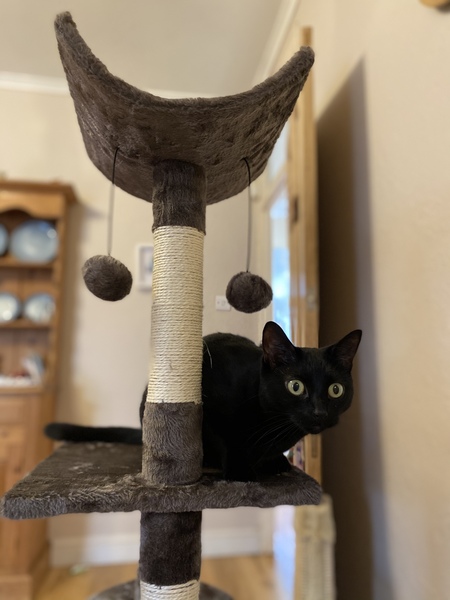 Is anyone else’s cat as neglected as mine?