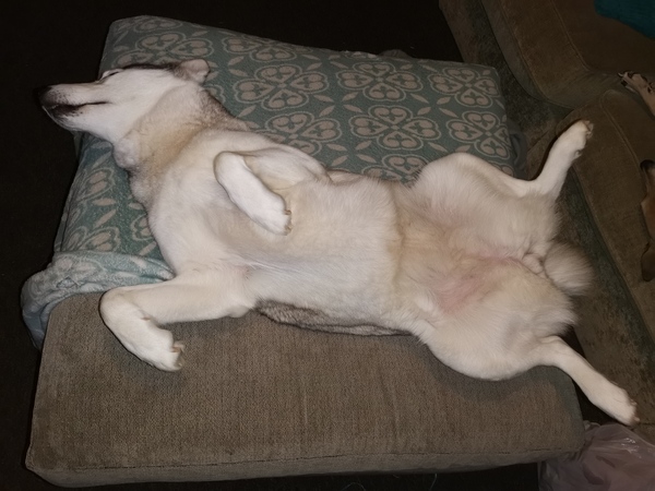 Siberean husky or Labrador????