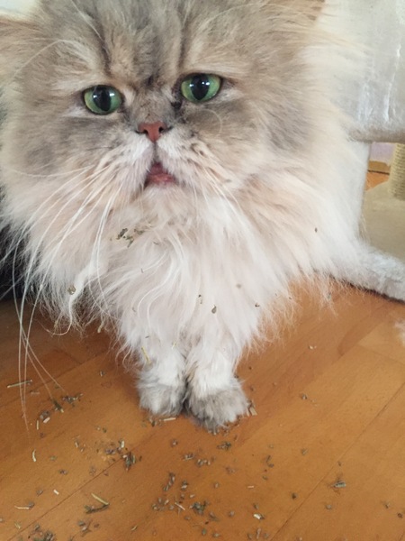 Is anyone else’s cat as neglected as mine?