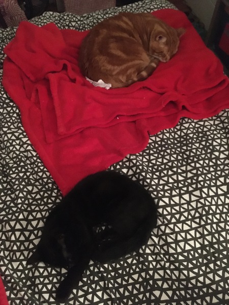 Resident cat showing aggression to a new kitten..