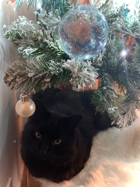 Captain V, Paws, catnip or dreamies?