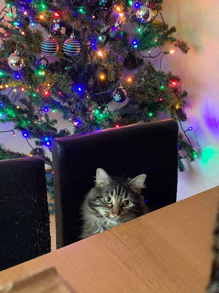 Cat chat thread we've lost count