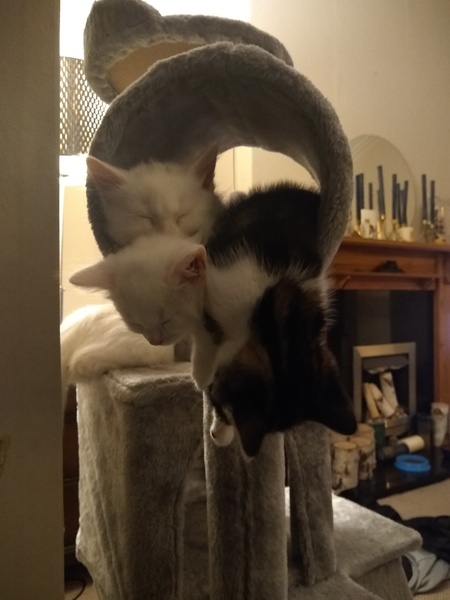 Have you ever seen a cosier cat?