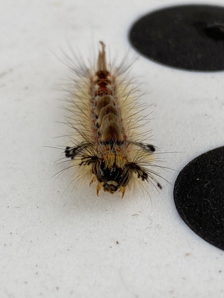What is this Caterpillar?
