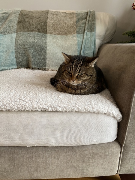 Is anyone else’s cat as neglected as mine?