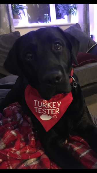 Cuddly Labrador