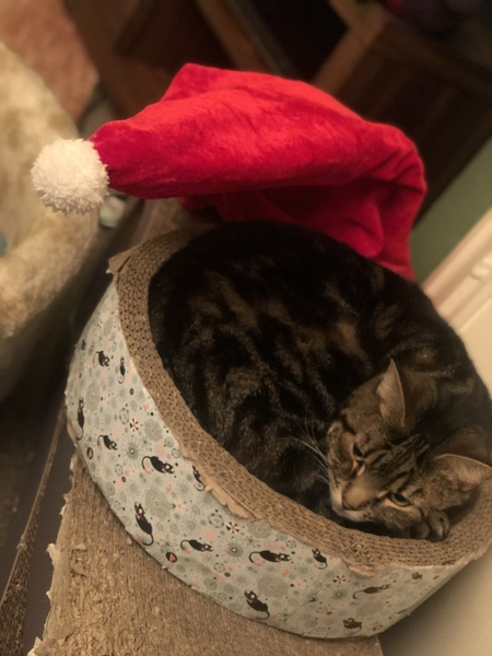 What's your DCat up to today? (Thread 8)