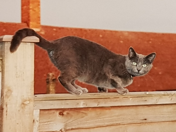 Guess my kitten's breed/ age