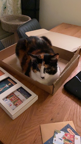 Is anyone else’s cat as neglected as mine?