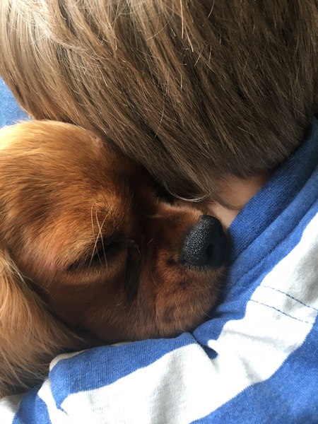 Any other cavalier King Charles obsessed owners?