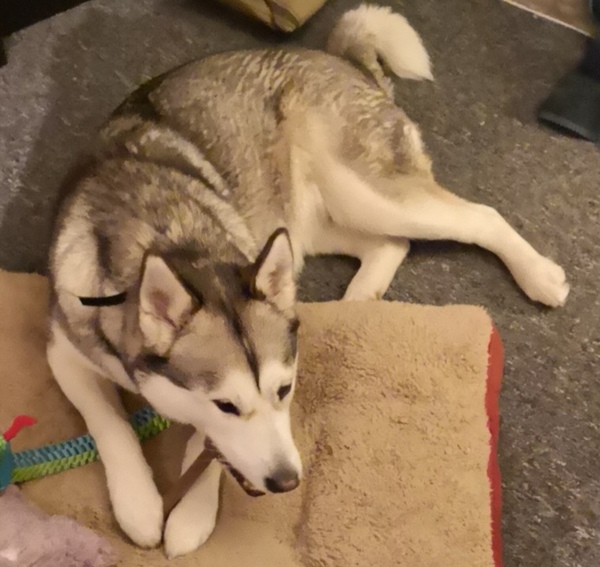 First night with adopted dog. Handhold needed.