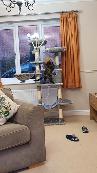 Show me your cat tree please!