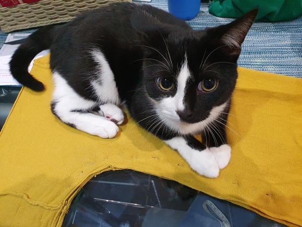 Any sewing aficionados? I need a stitch and bitch...