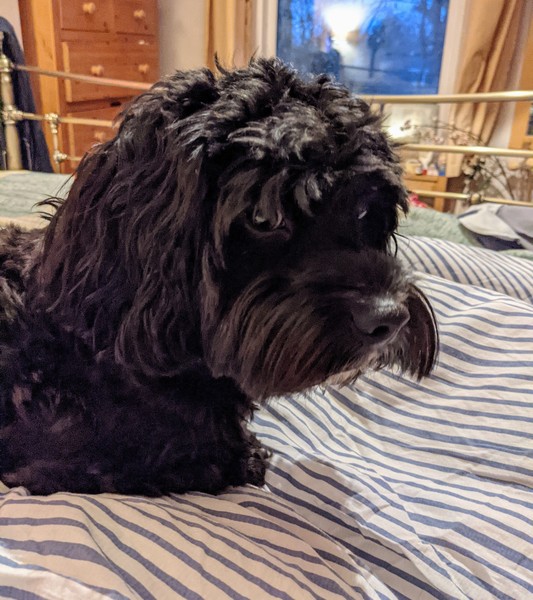 Dog breeds are now a Middle Class indicator?