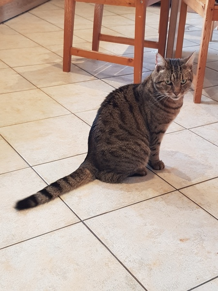 My house...not my cat