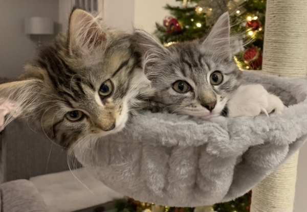 Meeting some kittens tomorrow!