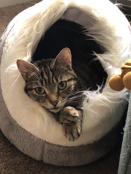 Have you ever seen a cosier cat?