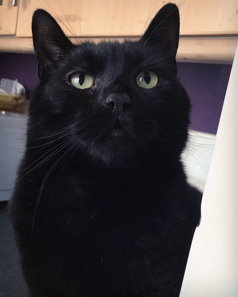 A black cat just crossed my path...