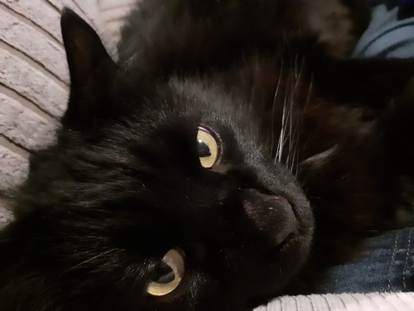 Is anyone else’s cat as neglected as mine?
