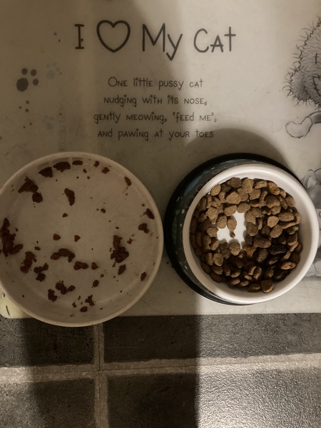 Cat being funny with food