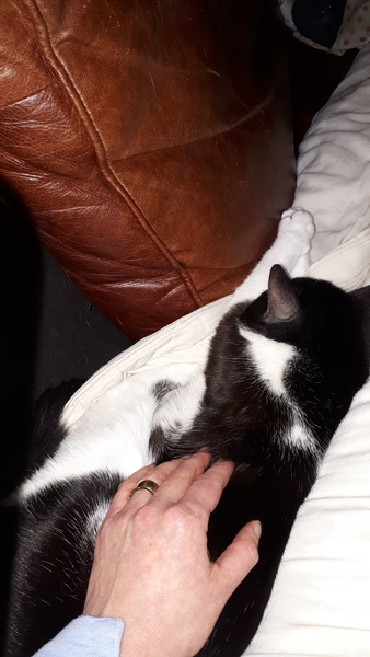 Have you ever seen a cosier cat?