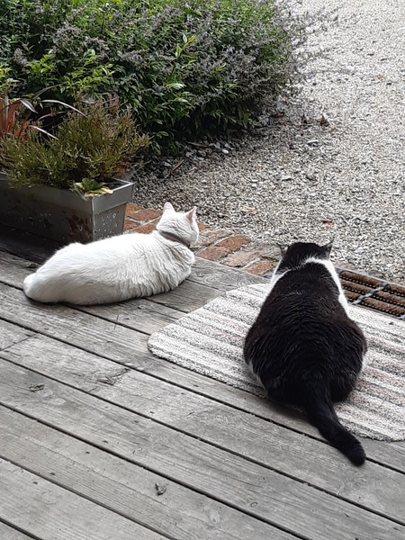 Is anyone else’s cat as neglected as mine?