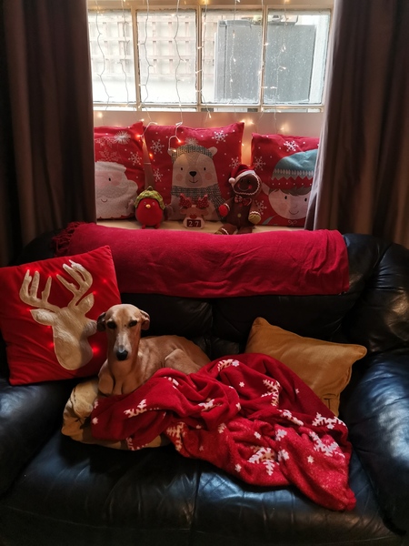 Taking pets to other peoples homes