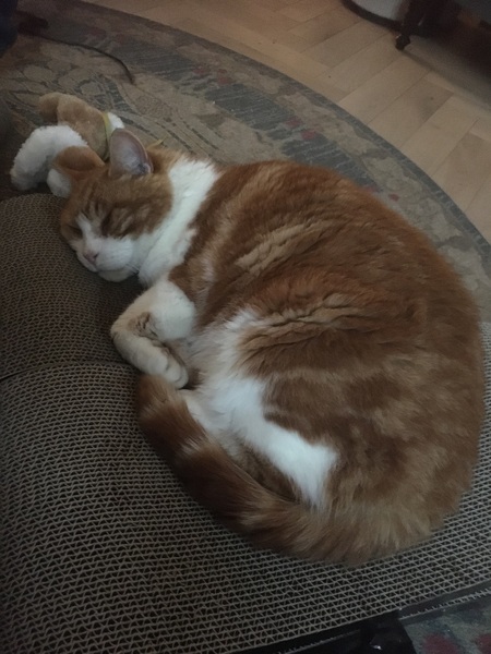 Have you ever seen a cosier cat?