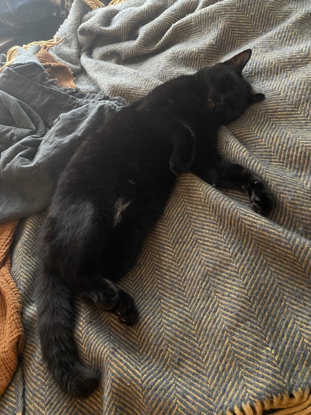 Have you ever seen a cosier cat?