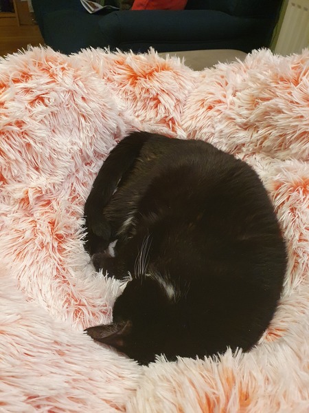 Do your cats have a cat bed?