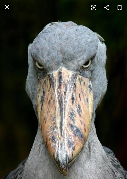 I think this is the most disturbing bird ever