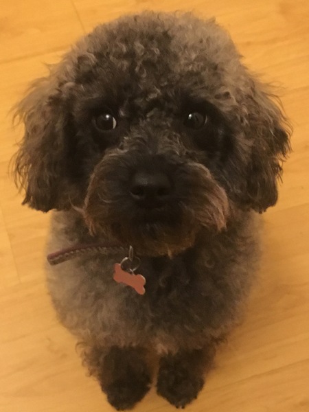 My dog is the best dog