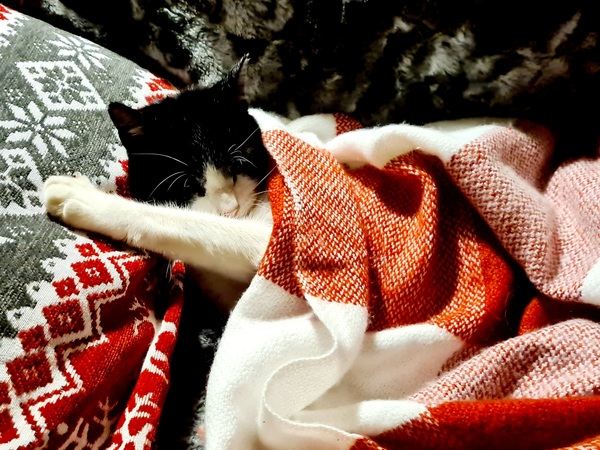 Have you ever seen a cosier cat?