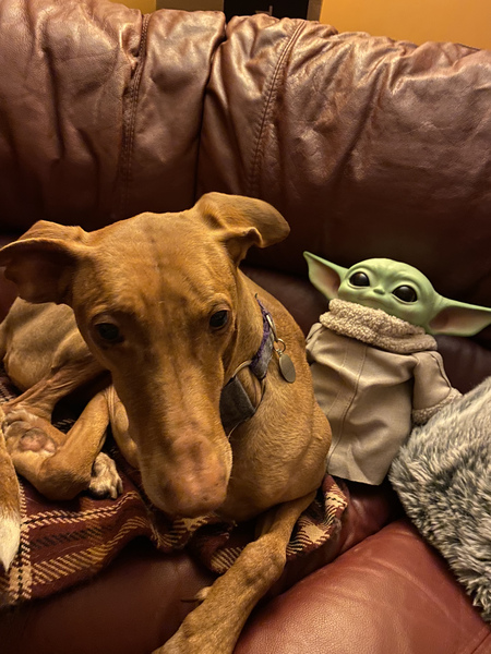 AIBU to want a Mandalorian "Child" soft toy for Christmas?