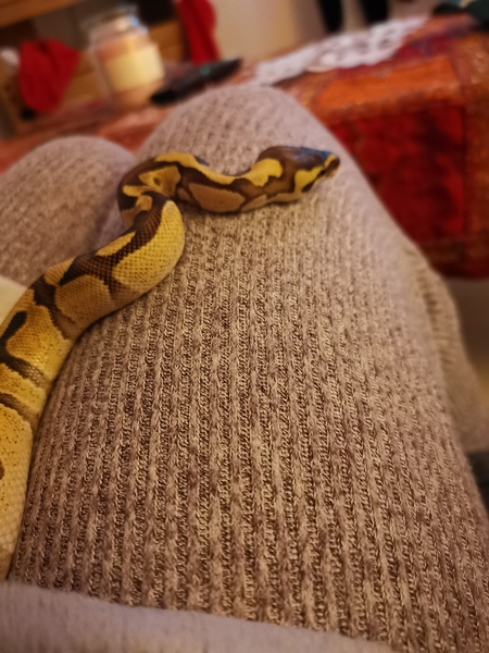 What's in your lap right now?