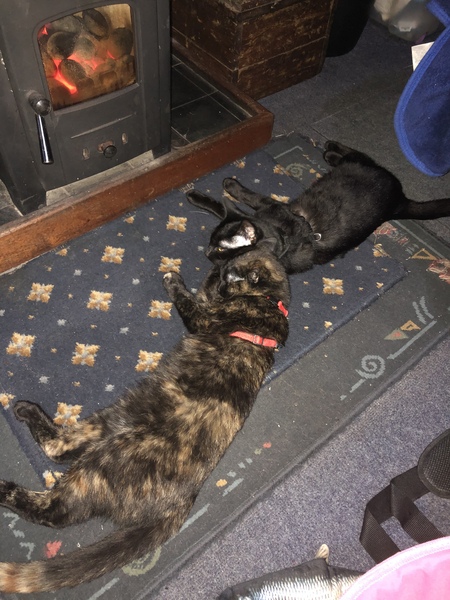 Is anyone else’s cat as neglected as mine?