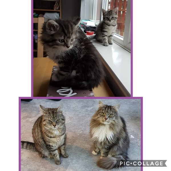 How it started vs How it's going - the kitten to cat version
