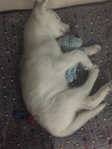 Night time with puppy
