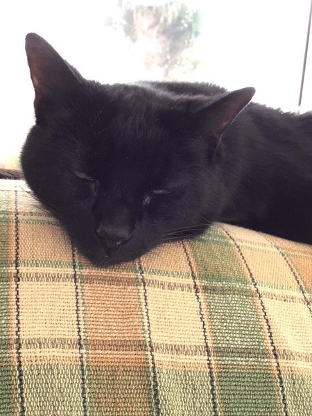 Is anyone else’s cat as neglected as mine?