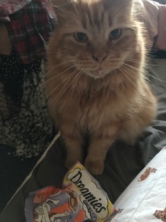Cat chat thread we've lost count