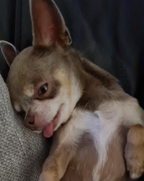 Dog on sofa - yes or no vote