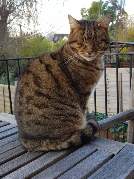 Thug cat part 3.  Unbidden guests are often welcomest when they are gone.