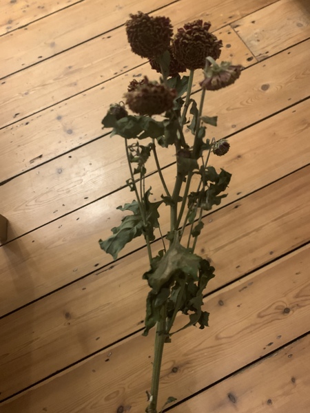 Plant ID please (with a difference!)