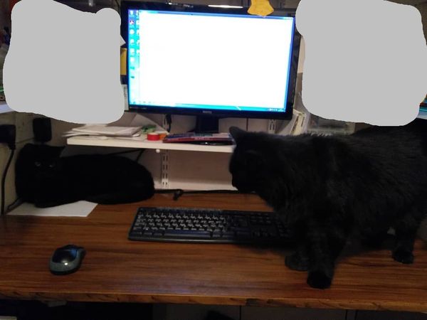 Westministenders: A Turkey for Christmas?