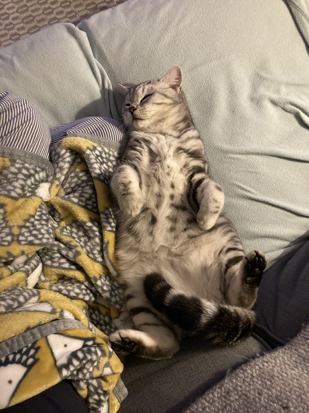 Have you ever seen a cosier cat?