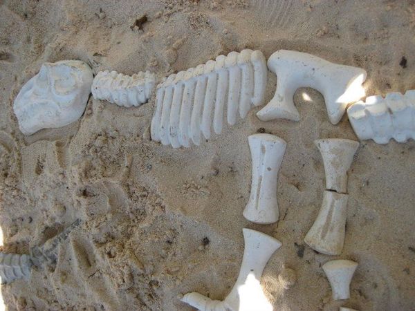 Dinosaur bones...