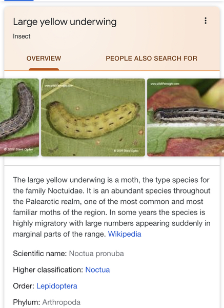What is this Caterpillar?
