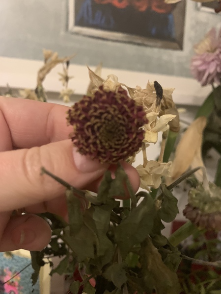 Plant ID please (with a difference!)