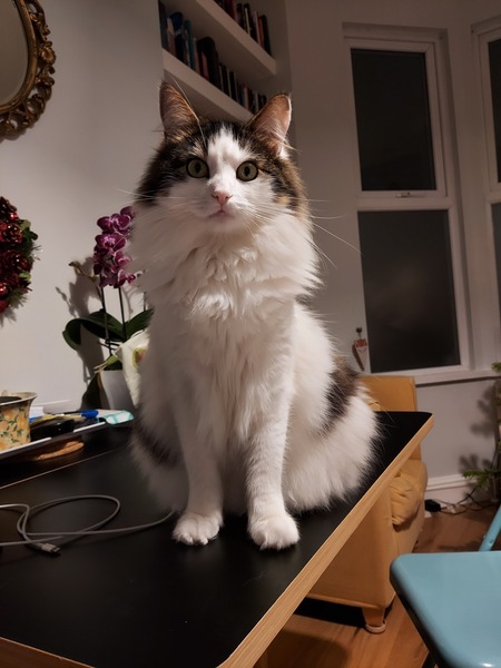 What's your DCat up to today? (Thread 8)