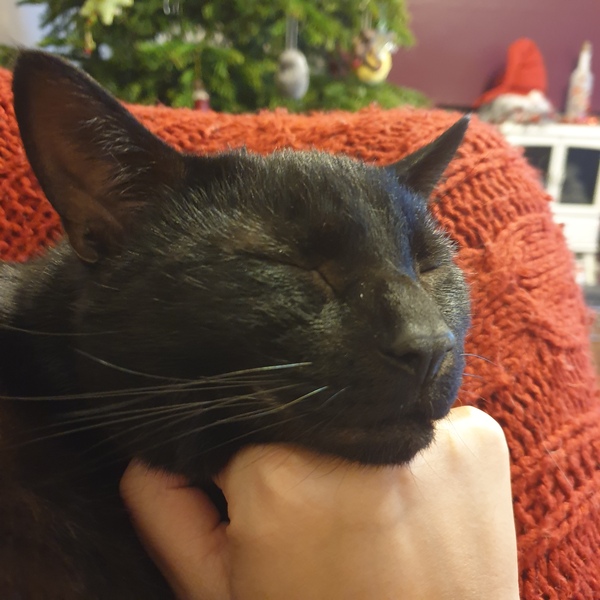 A black cat just crossed my path...